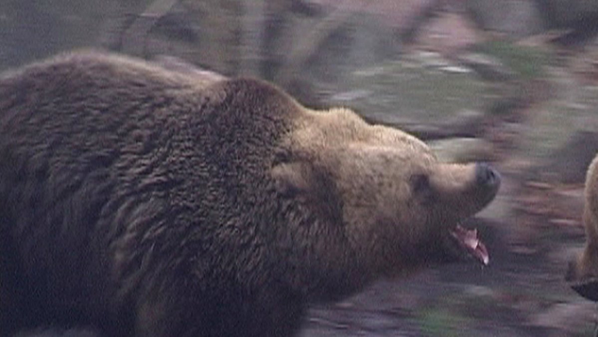 En kvinna har blivit anfallen av en björn